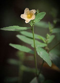 Paddy’s Lucerne - Sida rhombifolia Medicinal Information: Arrowleaf sida has significant medicinal applications for which it is cultivated throughout India. The pounded leaves are used to relieve swelling,the fruits are used to relieve headache, the mucilage is used as an emollient, and the root is used to treat rheumatism.Jul 31, 2013
www.db.weedyconnection.com › pa...
Paddy's lucerne (Sida rhombifolia) | Wild Edibles Database Australia,Geotagged,Sida rhombifolia,Summer