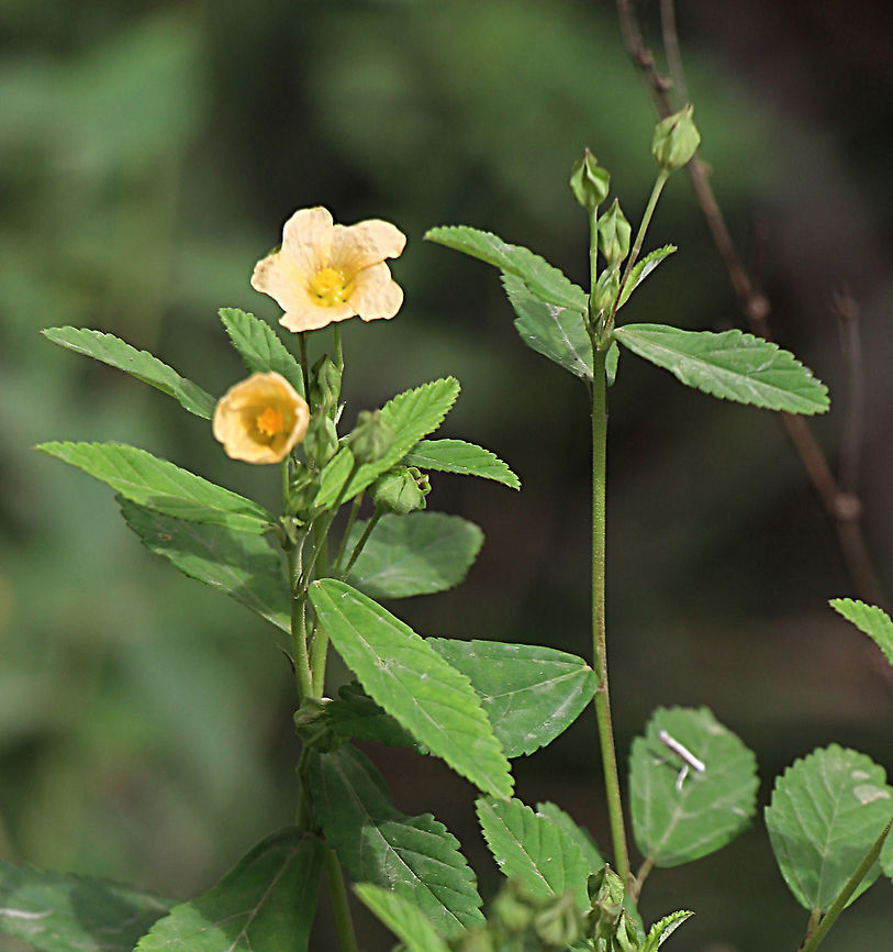 Paddy’s Lucerne - Sida rhombifolia Uses<br />
From The International Institute of Tropical Forestry, a division of the United States Department of Agriculture Forest Service:<br />
<br />
Arrowleaf sida stems are used as rough cordage, sacking, and for making brooms. The stems have a high quality fiber and were once exported from India and elsewhere as &ldquo;hemp&rdquo; (Guzm&aacute;n 1975, Holm and others 1997). Chemical analysis revealed that the leaves contain respectable amounts of nutrients: 74,000 to 347,000 ppm protein, 94,000 to 475,000 ppm carbohydrates, 33,000 to 167,000 ppm fiber, 14,000 to 71,000 ppm fat, and 16,000 to 81,000 ppm ash. However, it was reported that the root contained 450 ppm alkaloids and the presence of ephedrine and saponin (Southwest School of Botanical Medicine 2002). Another source reports an alkaloid content in the root of 0.1 percent and the presence of choline, pseudoephedrine, beta-phenethylamine, vascin, hipaphorine and related indole alkaloids (Shaman Australis Ethnobotanicals 2002). Perhaps because of these chemicals, arrowleaf sida is unpalatable to cattle (Kuniata and Rapp 2001). Arrowleaf sida has significant medicinal applications for which it is cultivated throughout India. The pounded leaves are used to relieve swelling, the fruits are used to relieve headache, the mucilage is used as an emollient, and the root is used to treat rheumatism (Parrotta 2001). Australian Aborigines use the herb to treat diarrhea. Leaves are smoked in Mexico and a tea is prepared in India for the stimulation it provides (Shaman Australis Ethnobotanicals 2002).[4]<br />
<br />
In Alor, Eastern Indonesia the leaves are used to treat boils, and the root is used to treat infant asthma.[5]:56<br />
 Australia,Geotagged,Sida rhombifolia,Summer