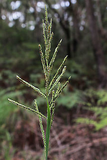 Warrego Grass - Paspalidium jubiflorum Paspalidium includes about 40 species native to tropical and subtropical regions of Asia, Africa, Australia, and the Americas. They are annuals and perennials.[8] Many species were formerly included in genus Setaria, and some authorities continue to list them there. Australia,Geotagged,Paspalidium jubiflorum,Summer,Warrego Summer Grass