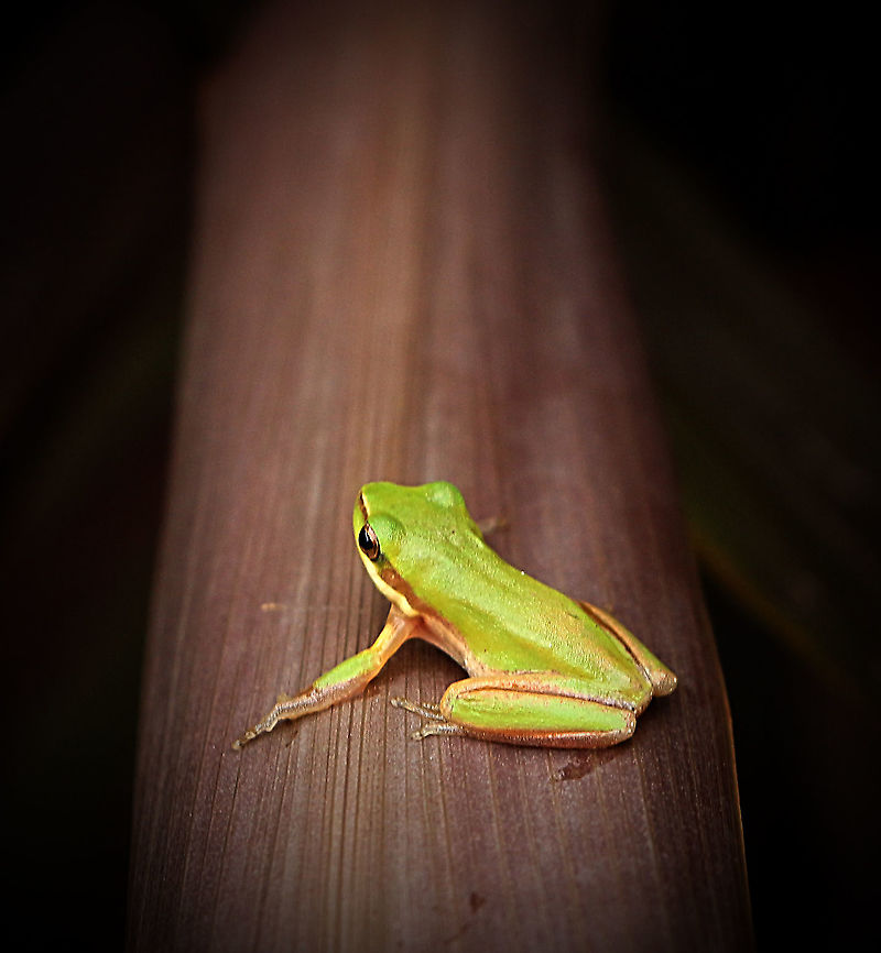 Leaf green tree frog - Litoria phyllochroa. ( only 20mm  a juvenile) This species inhabits flowing streams in rainforest, woodland and wet or dry sclerophyll forest along the coast and ranges of New South Wales. Males make an "erk..ek..ek..derk" call from stream-side vegetation during spring, summer and autumn, especially on warm nights; they are often seen in suburban creeks around the Sydney and near the sea. Australia,Geotagged,Leaf green tree frog,Litoria phyllochroa,Summer