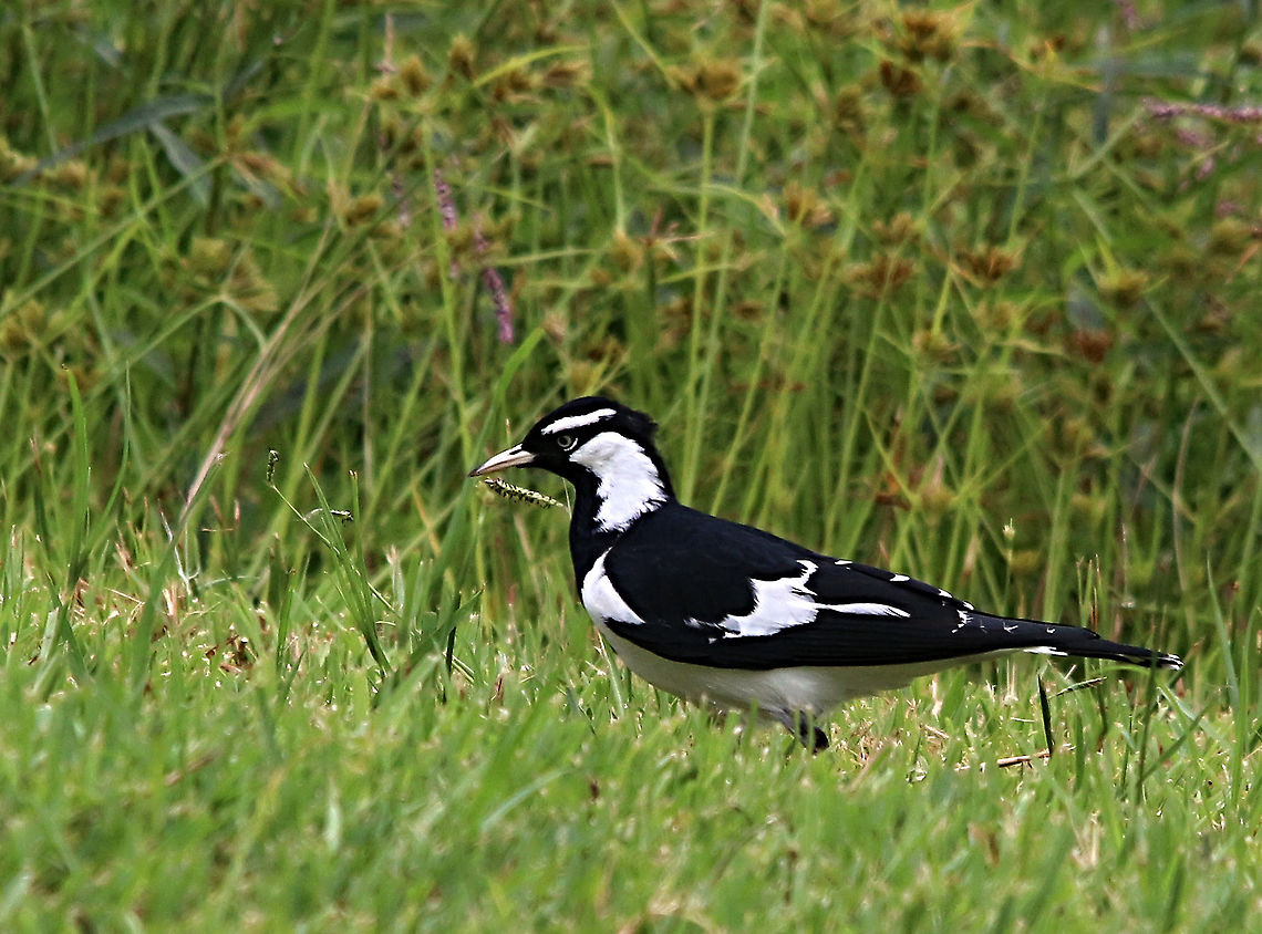 Magpie-lark - Grallina cyanoleuca The Magpie - lark is called in Victoria  mud lark because it&rsquo;s nest is build almost entirely from mud which it collects along rivers, dams or puddles. It also is in constant conflict with the Australian magpie which have very similar plumage colours. Australia,Geotagged,Grallina cyanoleuca,Magpie-lark,Summer