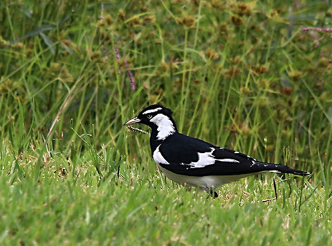 Magpie-lark - Grallina cyanoleuca The Magpie - lark is called in Victoria  mud lark because it’s nest is build almost entirely from mud which it collects along rivers, dams or puddles. It also is in constant conflict with the Australian magpie which have very similar plumage colours. Australia,Geotagged,Grallina cyanoleuca,Magpie-lark,Summer