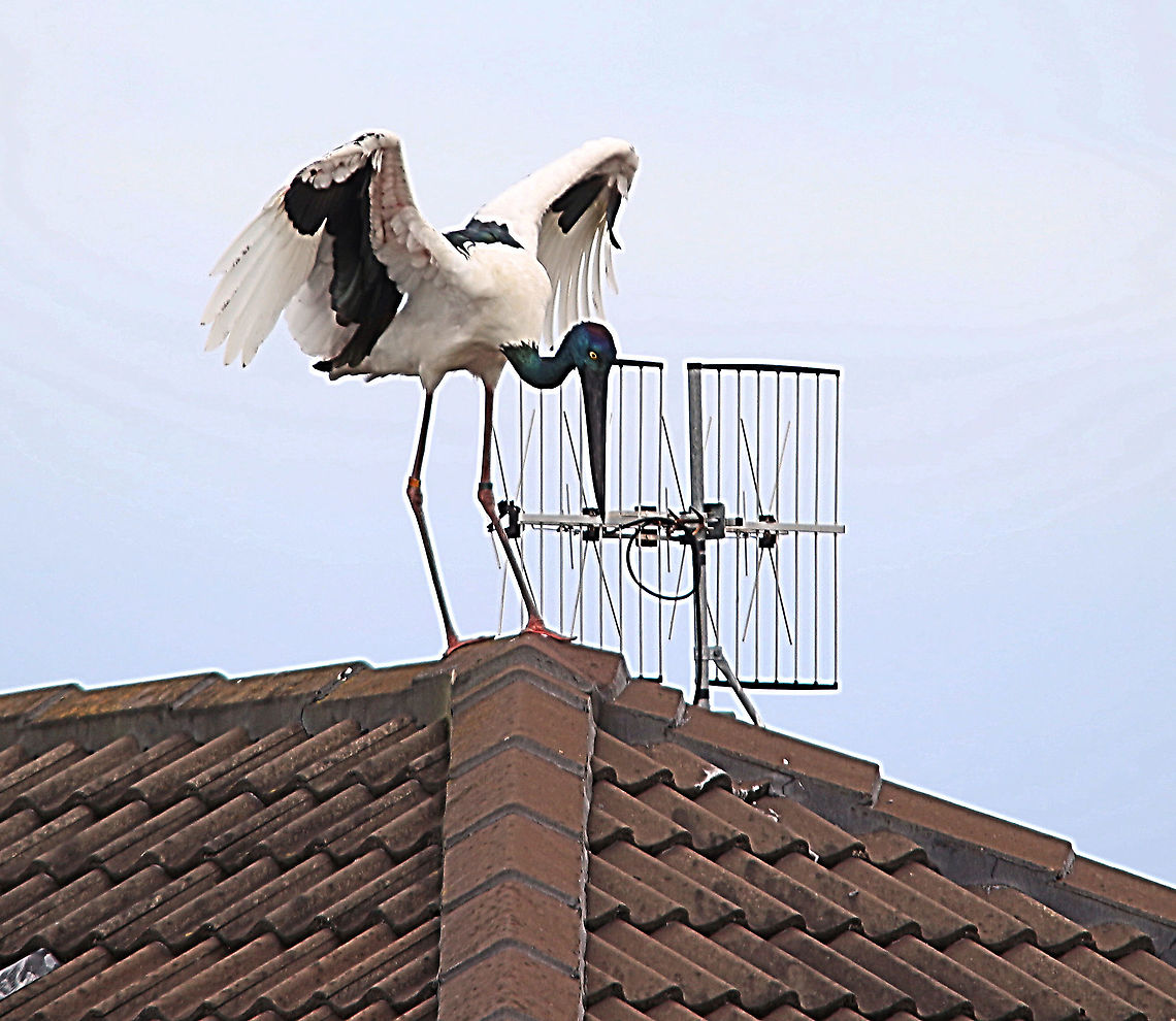 Black-necked Storck - Ephippiorhynchus asiaticus We spend some time on the east coast of Australia last year in Tea Gardens NSW and took photos of this storck at the time and uploaded a image of it,he,or she. This year we were surprised to see the same bird again . Local friends told us that it,he or she disappeared all spring but turned up at the start of summer.<br />
The storck went back to the same back garden of our friends and knocked on the window . The storck remembered that our friends alwise spend good money on good fish to feed the stork last year. Of course the storck will have good fish again. The bird developed a habit to fly on house roofs and starts adjusting TV antenaes. He doesn&rsquo;t charge for its service.<br />
<br />
 Australia,Black-necked Stork,Ephippiorhynchus asiaticus,Geotagged,Summer