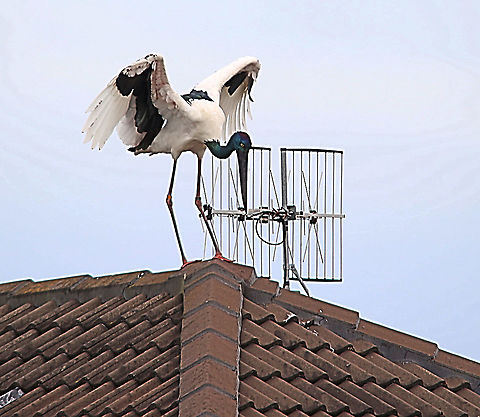 Black-necked Storck - Ephippiorhynchus asiaticus We spend some time on the east coast of Australia last year in Tea Gardens NSW and took photos of this storck at the time and uploaded a image of it,he,or she. This year we were surprised to see the same bird again . Local friends told us that it,he or she disappeared all spring but turned up at the start of summer.
The storck went back to the same back garden of our friends and knocked on the window . The storck remembered that our friends alwise spend good money on good fish to feed the stork last year. Of course the storck will have good fish again. The bird developed a habit to fly on house roofs and starts adjusting TV antenaes. He doesn&rsquo;t charge for its service.

 Australia,Black-necked Stork,Ephippiorhynchus asiaticus,Geotagged,Summer