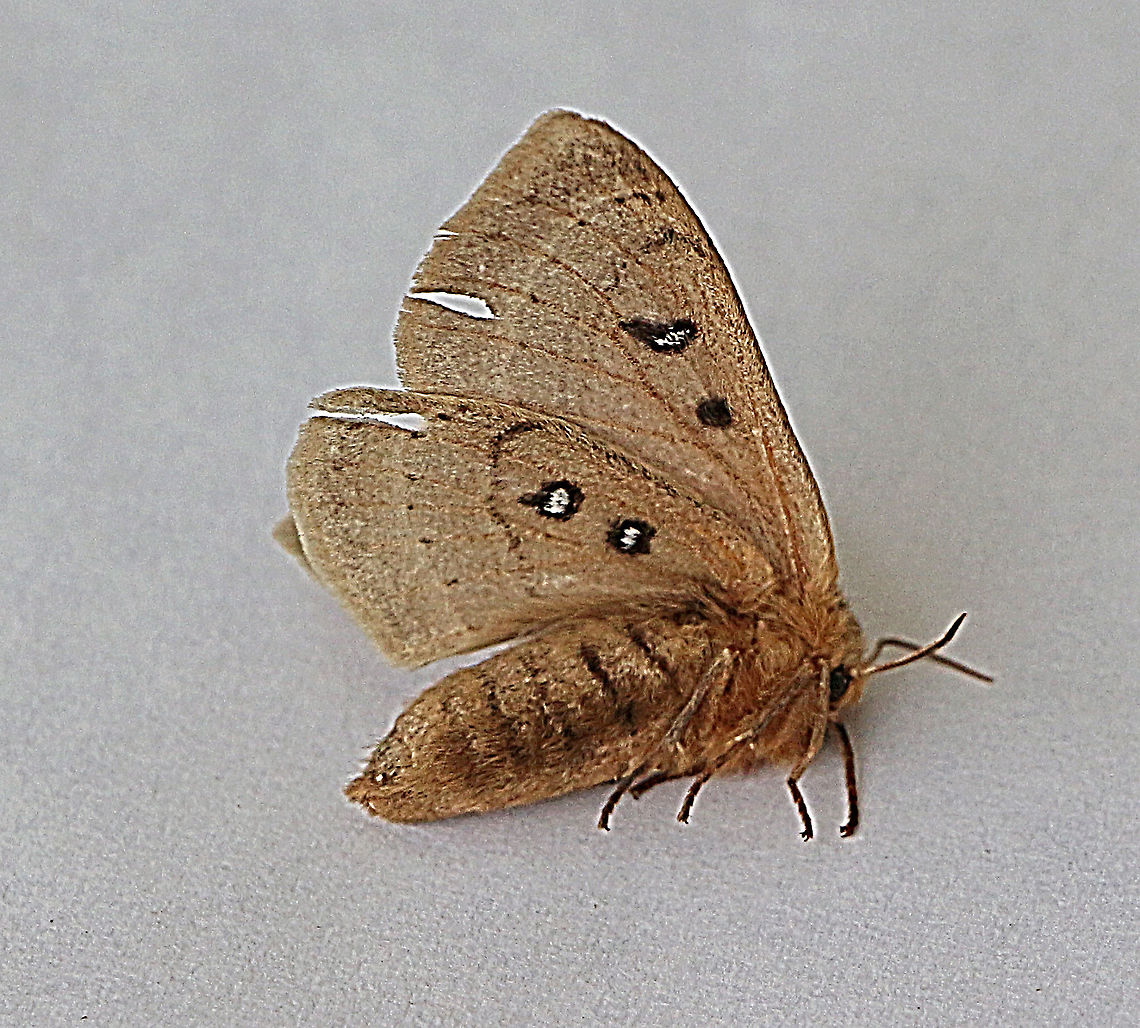 Eyespot anthelid - Anthela ocellata Not many moth about in this area, but found this one on the garden terrace in the morning.<br />
I put it into the fridge to enable me to take some photos before it warmed up again and flew away. Anthela ew,Anthela ocellata,Australia,Eamw moth,Geotagged,Summer