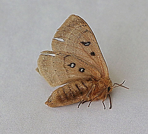 Eyespot anthelid - Anthela ocellata Not many moth about in this area, but found this one on the garden terrace in the morning.
I put it into the fridge to enable me to take some photos before it warmed up again and flew away. Anthela ew,Anthela ocellata,Australia,Eamw moth,Geotagged,Summer