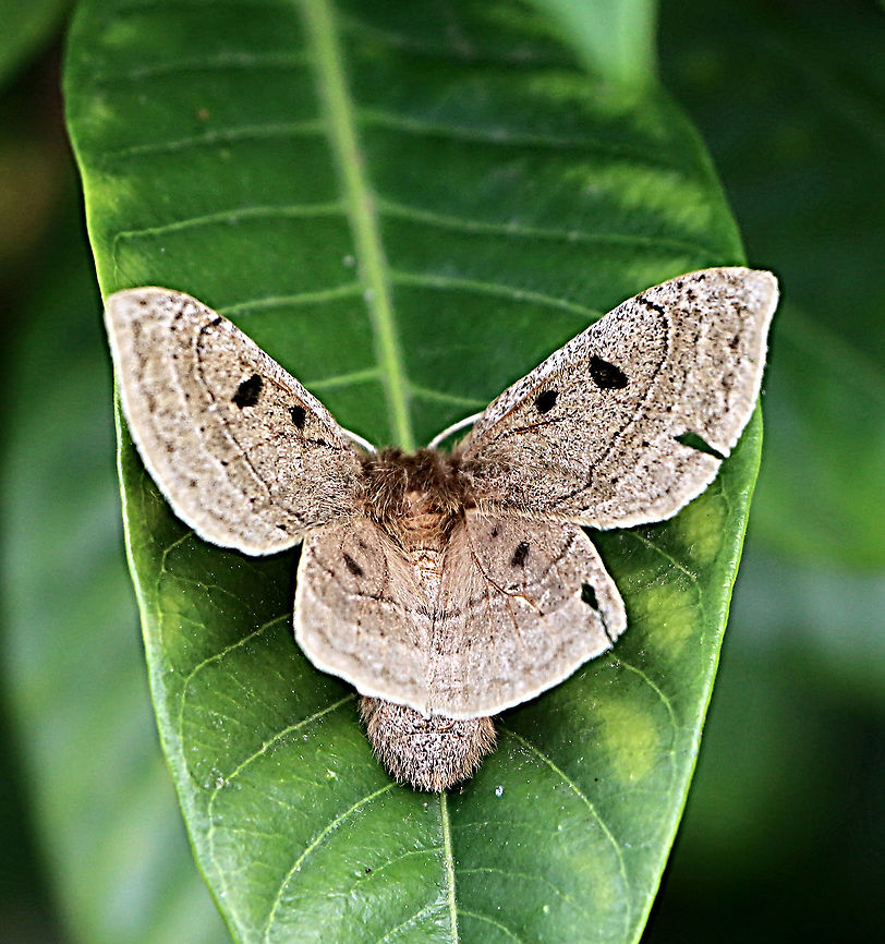 Eyespot anthelid - Anthela ocellata It did. ave a couple of tears in its right wings Anthela ew,Anthela ocellata,Australia,Eamw moth,Geotagged,Summer