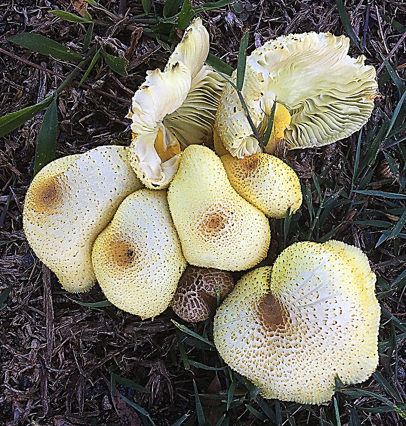 False parasol - Chlorophyllum molybdites Growing on lawn areas after days of very high humidity. Australia,Chlorophyllum molybdites,Geotagged,Green-spored parasol,Summer