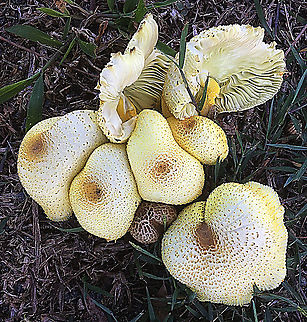 False parasol - Chlorophyllum molybdites Growing on lawn areas after days of very high humidity. Australia,Chlorophyllum molybdites,Geotagged,Green-spored parasol,Summer