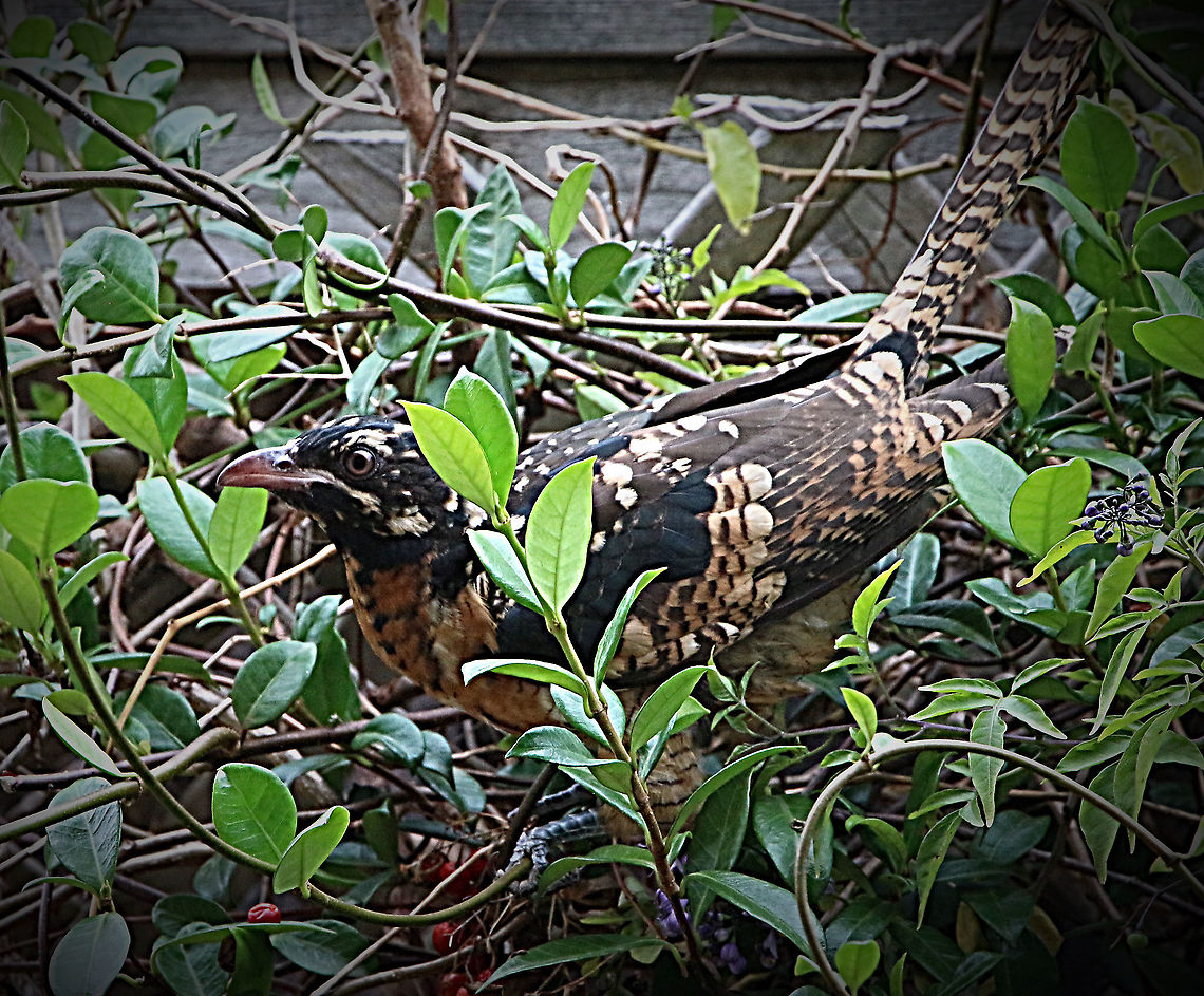 Pacific Koel- Eudynamys orientalis.   ( juvenile ) Last year at around the same time and area I did see a juvenil Pacific Köln but could not get a photo of it. Today I noticed a brownish bird , observing it through the living room window feeding on red berries on the neighbors fence. And yes I got some reasonable photos befor it spotted me getting closer and it flew away. That makes you feel good. Australia,Eudynamys orientalis,Geotagged,Pacific koel,Summer
