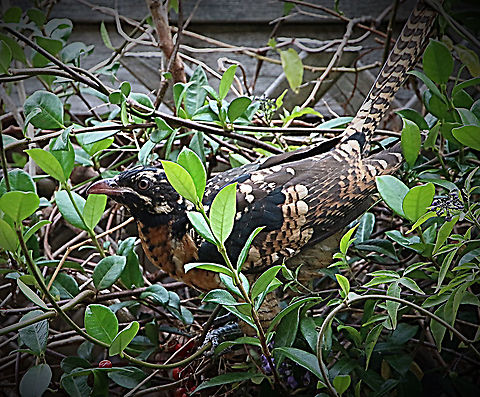 Pacific Koel- Eudynamys orientalis.   ( juvenile ) Last year at around the same time and area I did see a juvenil Pacific Köln but could not get a photo of it. Today I noticed a brownish bird , observing it through the living room window feeding on red berries on the neighbors fence. And yes I got some reasonable photos befor it spotted me getting closer and it flew away. That makes you feel good. Australia,Eudynamys orientalis,Geotagged,Pacific koel,Summer