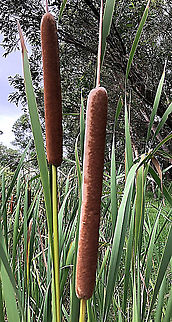 Cumbungi - unidentified In Australia there are 3 species of Cumbungi or Bullrush .Two of them -Typha domingensis and P.orientalis are endemic to Australia. Apperantly they can not be identified by photos as they are almost identical and they also can be found growing in the same area .Cross- breeding is highly likely.
The third species is P.latifolia which is an introduced species Australia,Geotagged,Summer