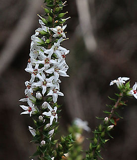 NSW Coral Heath - Epacris pulchella Also called - Wallum Heath Australia,Epacris pulchella,Geotagged,Summer