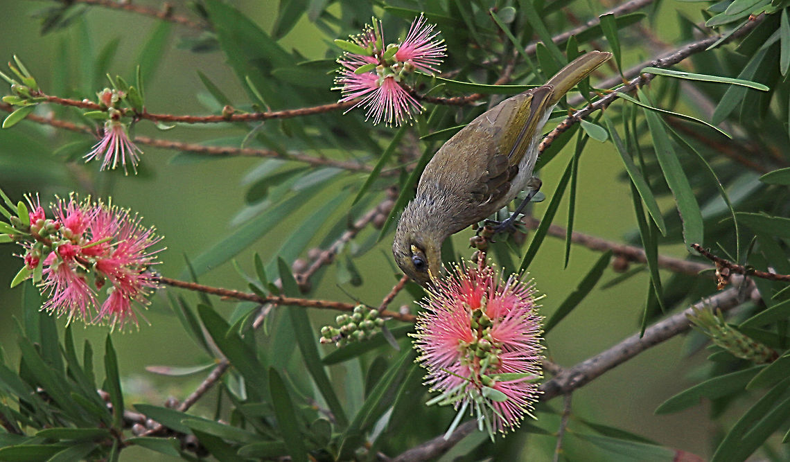 Brown Honeyeaters - Lichmera indistincta Feeding on Callistemon flowers Australia,Brown Honeyeater,Geotagged,Lichmera indistincta,Summer