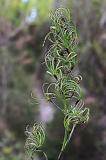 Curly sedge - Caustis flexuosa  Australia,Caustis flexuosa,Curly Wig,Geotagged,Summer