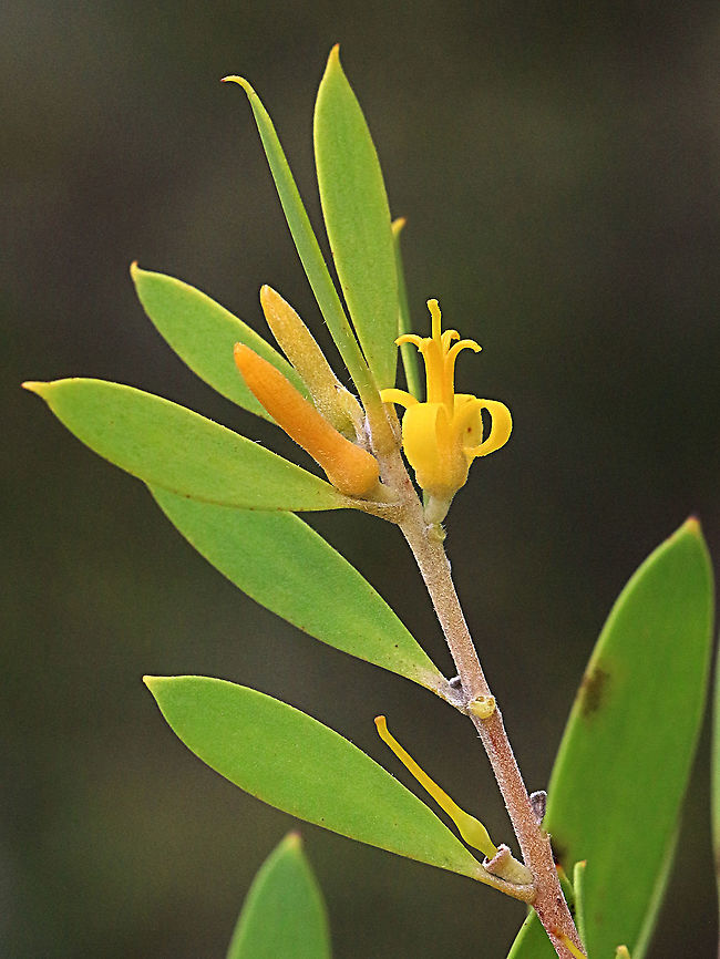 Lance-leaf Geebung The word Geebung comes from  one of the native aboriginal tribes who lived around the coastal area of the central NSWcoast. The ripe fruit was a food source for them when ripe. Australia,Geotagged,Lance-leaf geebung,Persoonia lanceolata,Summer