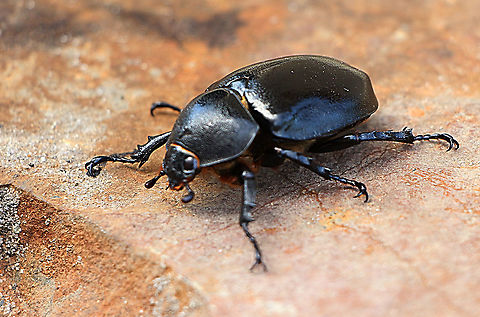 Common rhinoceros beetle - Xylotrupes ulysses.  ( female ) Approx.45 mm long. Elephant beetle,Xylotrupes ulysses