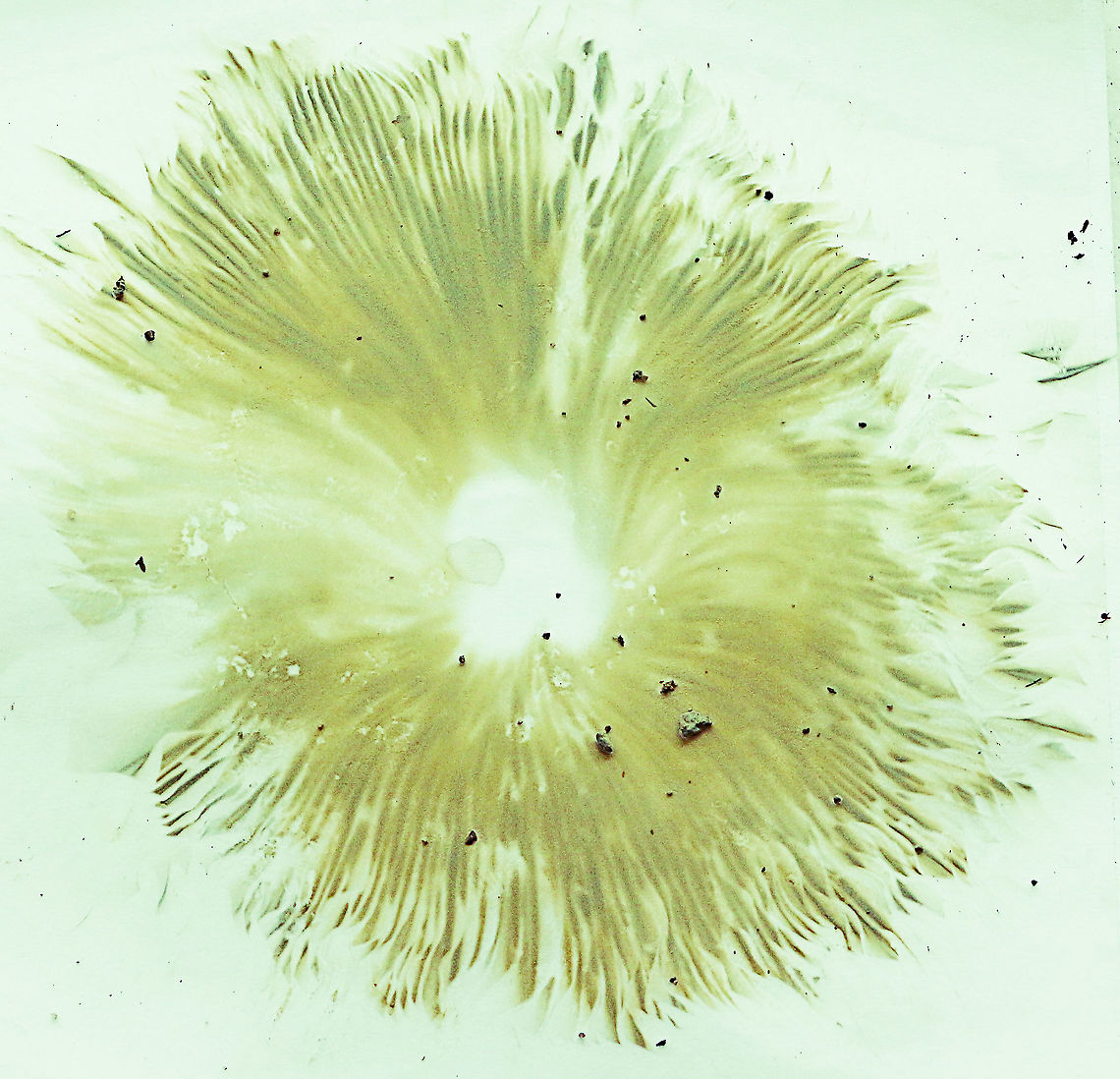 False parasol - Chlorophyllum molydbites   ( spore print ) This is appearantly a sure way to identify the false parasol mushroom which is extremely poisonous.<br />
The spores are obviously greenish in coloration. Australia,Chlorophyllum molybdites,Geotagged,Green-spored parasol,Summer