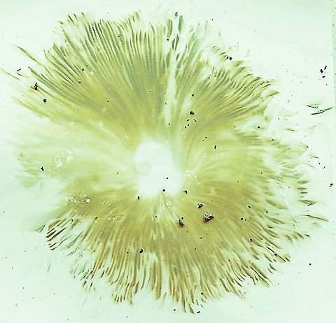 False parasol - Chlorophyllum molydbites   ( spore print ) This is appearantly a sure way to identify the false parasol mushroom which is extremely poisonous.
The spores are obviously greenish in coloration. Australia,Chlorophyllum molybdites,Geotagged,Green-spored parasol,Summer