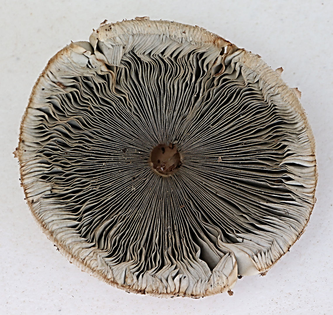False parasol - Chlorophyllum molydbites Gills ,after taken a spore print. Australia,Chlorophyllum molybdites,Geotagged,Green-spored parasol,Summer