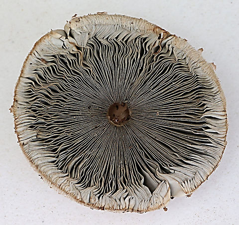 False parasol - Chlorophyllum molydbites Gills ,after taken a spore print. Australia,Chlorophyllum molybdites,Geotagged,Green-spored parasol,Summer
