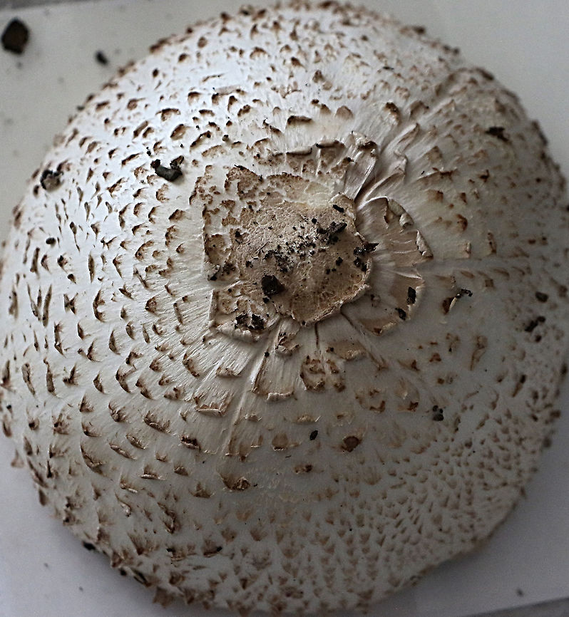 False parasol - Chlorophyllum molydbites Nicely formed cap used to make a spore print. Australia,Chlorophyllum molybdites,Geotagged,Green-spored parasol,Summer