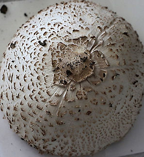 False parasol - Chlorophyllum molydbites Nicely formed cap used to make a spore print. Australia,Chlorophyllum molybdites,Geotagged,Green-spored parasol,Summer