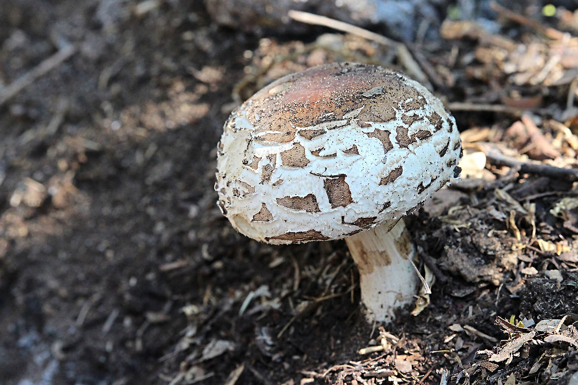 Parasol mushroom -  Macrolepiota procera  Australia,Geotagged,Macrolepiota procera,Parasol mushroom,Spring