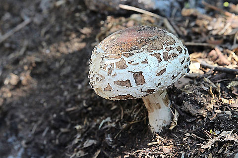 Parasol mushroom -  Macrolepiota procera  Australia,Geotagged,Macrolepiota procera,Parasol mushroom,Spring