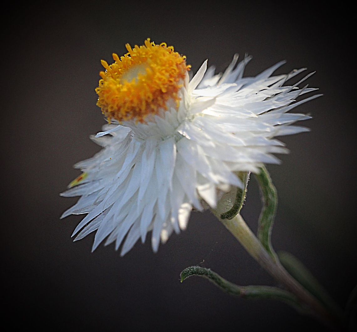 White paper daisy - Rhodanthe floribunda  Australia,Geotagged,Rhodanthe floribunda,Spring,White paper daisy
