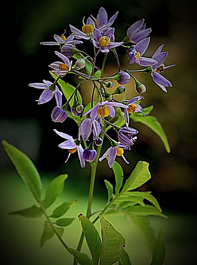 Brazilian nightshade flowers - Solanum seaforthianum  Australia,Geotagged,Solanum seaforthianum,Summer