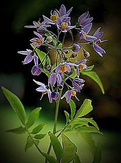 Brazilian nightshade flowers - Solanum seaforthianum  Australia,Geotagged,Solanum seaforthianum,Summer