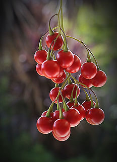 Brazilian nightshade - Solanum seaforthianum ( ripe berries which are eaten by birds) Growing on garden fence. Australia,Geotagged,Solanum seaforthianum,Summer