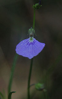 Hybanthus monopetalus  Australia,Geotagged,Hybanthus monopetalus,Summer