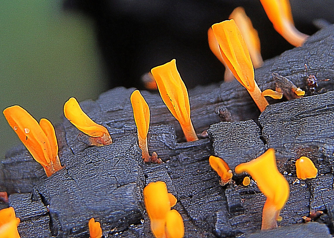 Jelly Fungus - genus Calocera Growing on burned tree trunk. Australia,Geotagged,Summer
