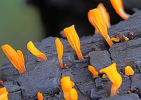 Jelly Fungus - genus Calocera Growing on burned tree trunk. Australia,Geotagged,Summer