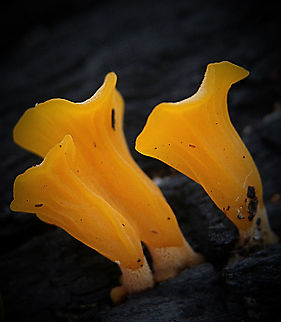 Jelly Fungus - genus Calocera Growing on burned tree trunk Australia,Geotagged,Summer