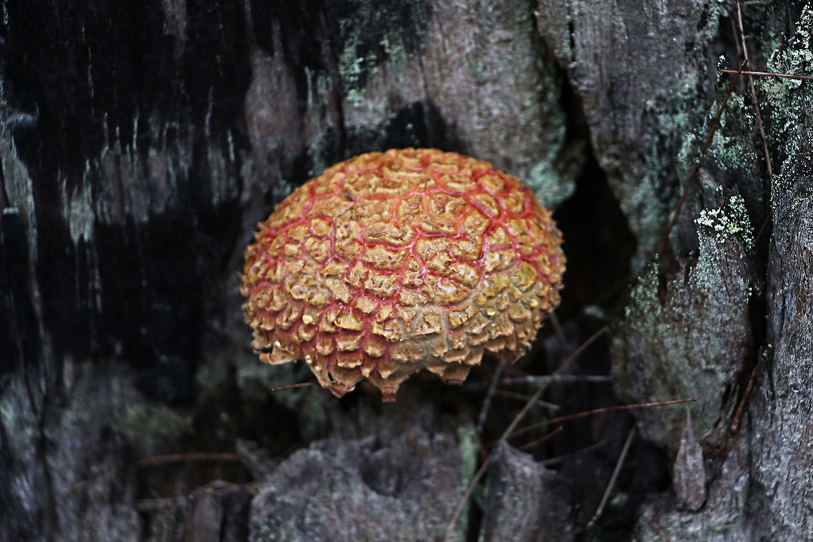 Boletellus possibly emodensis Growing on tree trunk which burned maybe 1 or 2 years ago Australia,Geotagged,Summer