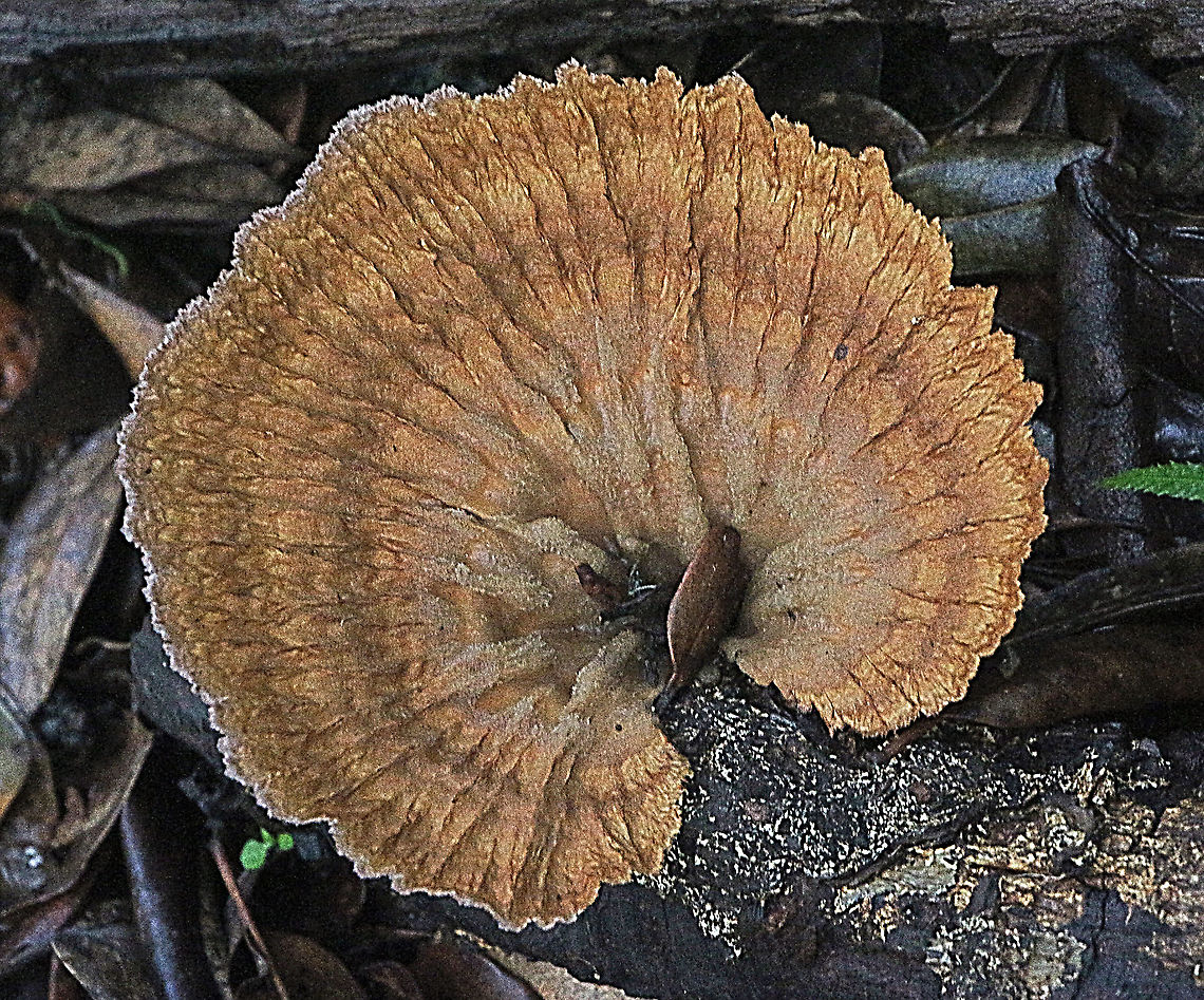 Cymatoderma elegans  Australia,Cymatoderma elegans,Geotagged,Summer,cymatoderma elegans