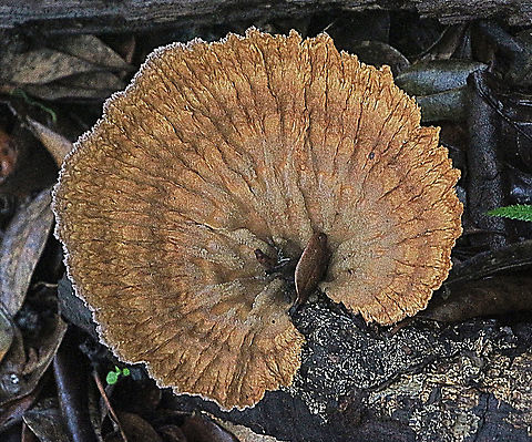 Cymatoderma elegans  Australia,Cymatoderma elegans,Geotagged,Summer,cymatoderma elegans