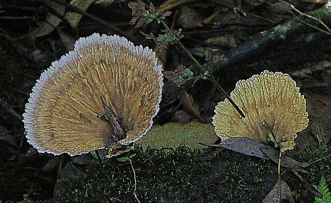 Cymatoderma elegans  Australia,Cymatoderma elegans,Geotagged,Summer,cymatoderma elegans