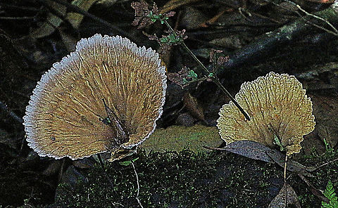 Cymatoderma elegans  Australia,Cymatoderma elegans,Geotagged,Summer,cymatoderma elegans