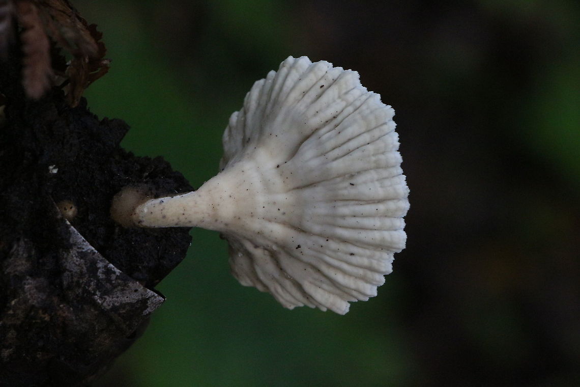 Cymatoderma elegans Underside of fungi Australia,Cymatoderma elegans,Geotagged,Summer,cymatoderma elegans