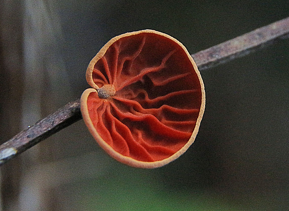 Anthracophyllum archeri Found in a rainforest area ,growing on dead tree branches. <br />
 Anthracophyllum archeri,Australia,Geotagged,Summer,Winter