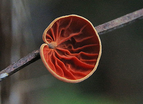 Anthracophyllum archeri