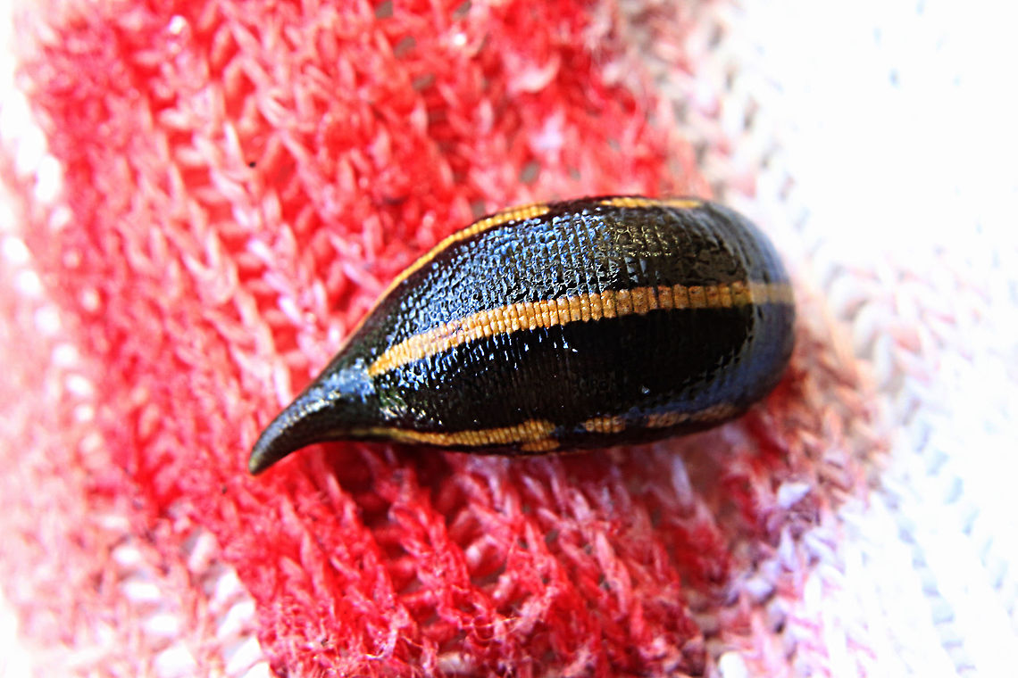 Only could find the Order - Arhynchobdeccia A leach. I never was thinking of leeches when I spend a day in a very wet rainforest area. I got home to find me bleeding from both legs( ankle area) But it was worth it to find a leech which I think is beautiful.<br />
Not much info and only found Australian land leech in the order Arhynchobdeccia. Lucky my wife wasn&rsquo;t home to see my socks. Australia,Geotagged,Summer