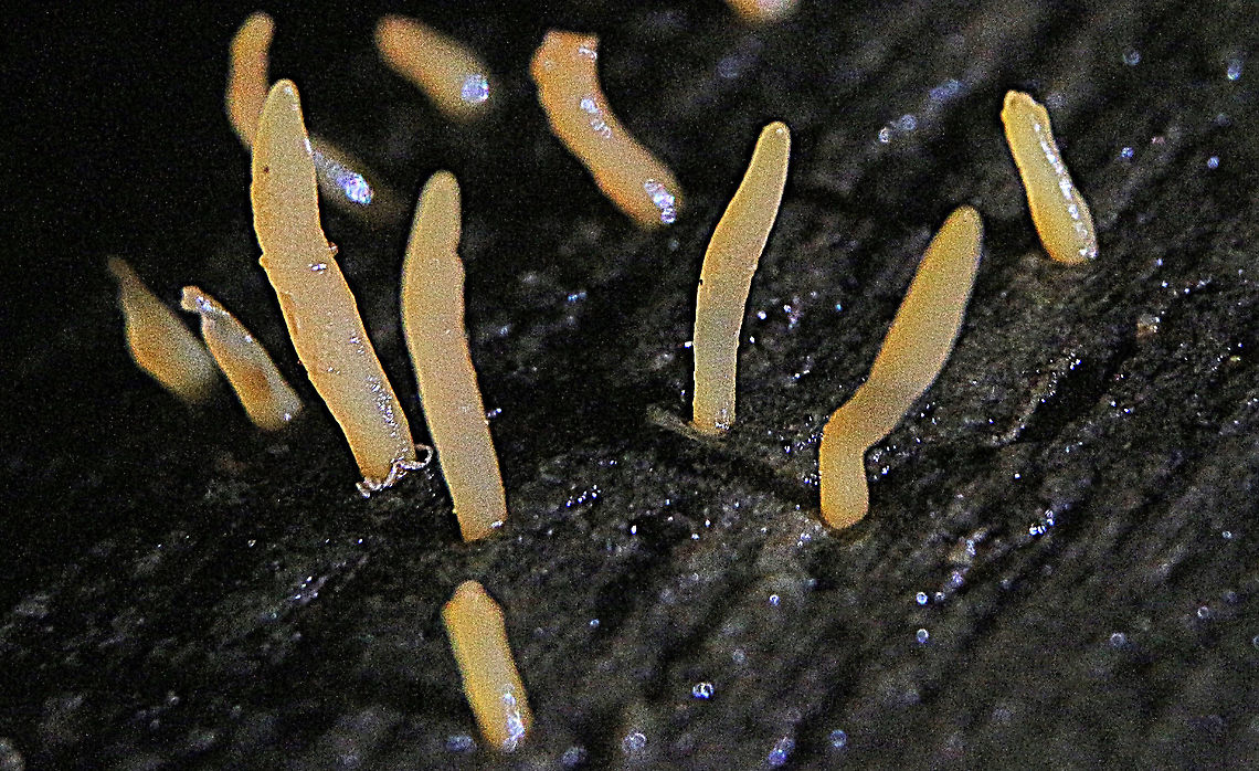 Calocera cornea Growing on a decaying log. Australia,Calocera cornea,Geotagged,Summer
