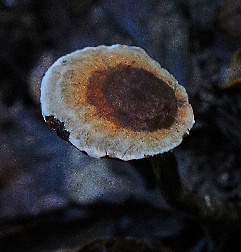 Amauroderma rude  Amauroderma rude,Australia,Geotagged,Summer