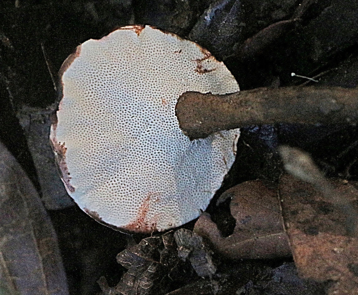 Amauroderma rude Showing underside and pores.<br />
 Amauroderma rude,Australia,Geotagged,Summer