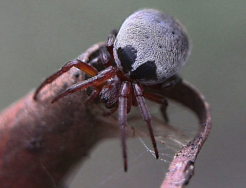 Leaf curling spider, Australia  Araneus diadematus,Araneus dimidiatus,Australia,European garden spider,Geotagged,Leaf curling araneid,Leaf curling spider,Phonognatha graeffei,Summer,eamw spiders